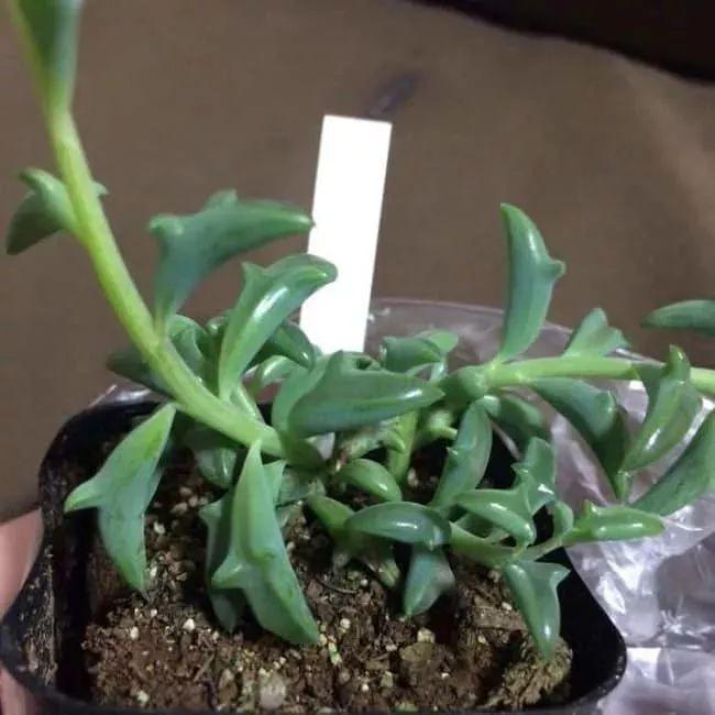 盆栽植物多肉植物_植物盆栽多肉_盆栽植物多肉怎么養(yǎng)