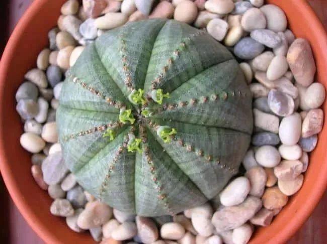 盆栽植物多肉怎么養(yǎng)_植物盆栽多肉_盆栽植物多肉植物