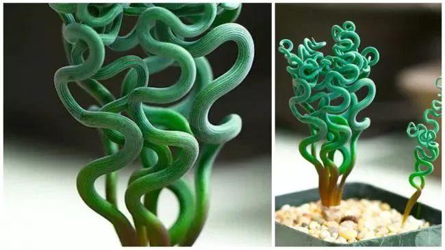 盆栽植物多肉植物_盆栽植物多肉怎么養(yǎng)_植物盆栽多肉