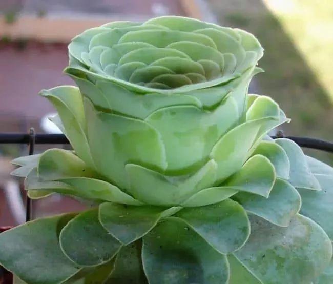 植物盆栽多肉_盆栽植物多肉植物_盆栽植物多肉怎么養(yǎng)