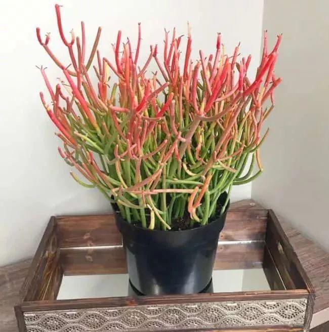 盆栽植物多肉怎么養(yǎng)_植物盆栽多肉_盆栽植物多肉植物