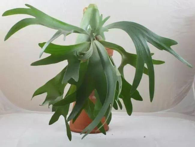 盆栽植物多肉植物_盆栽植物多肉怎么養(yǎng)_植物盆栽多肉