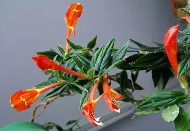植物盆栽多肉_盆栽植物多肉怎么養(yǎng)_盆栽植物多肉植物