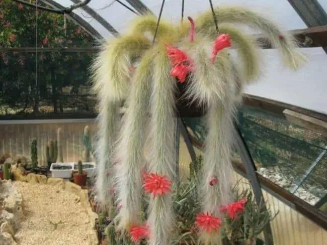 盆栽植物多肉植物_植物盆栽多肉_盆栽植物多肉怎么養(yǎng)