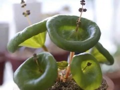 10種長相很怪異的盆栽植物，都很適合養(yǎng)在花盆里