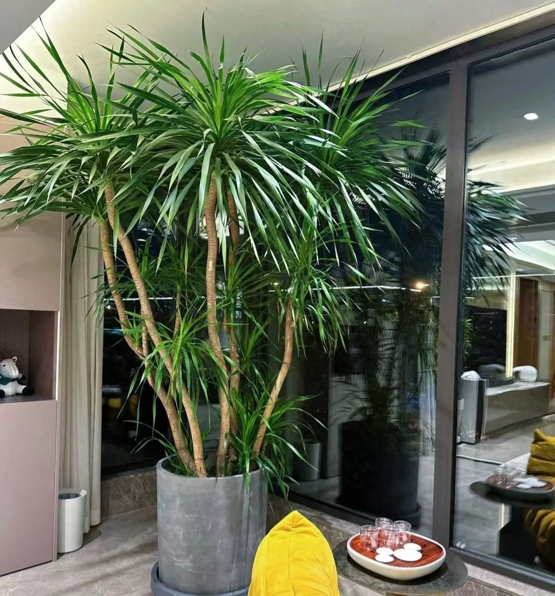 天堂室內鳥綠植適合陽臺養嗎_天堂鳥綠植適合室內嗎_室內天堂鳥植物有毒嗎