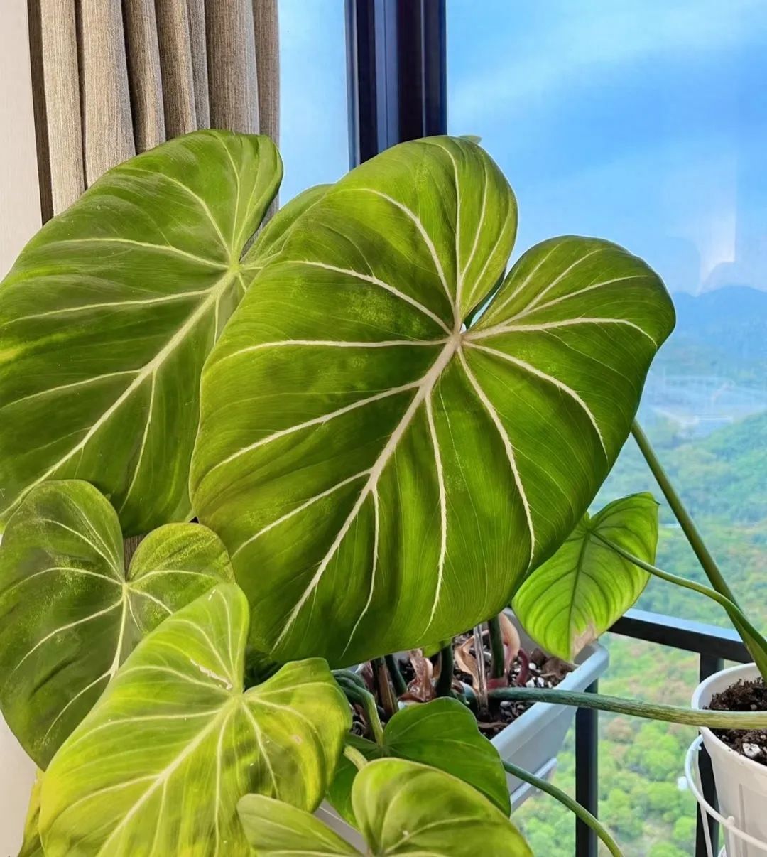 天堂室內鳥綠植適合陽臺養嗎_室內天堂鳥植物有毒嗎_天堂鳥綠植適合室內嗎