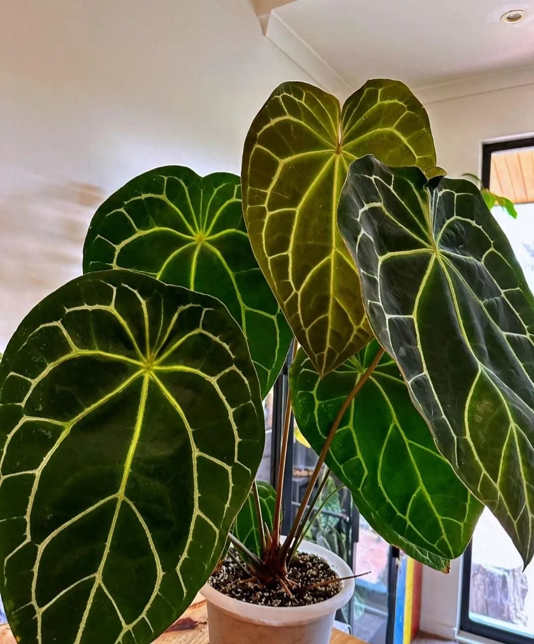 天堂鳥綠植適合室內嗎_室內天堂鳥植物有毒嗎_天堂室內鳥綠植適合陽臺養嗎