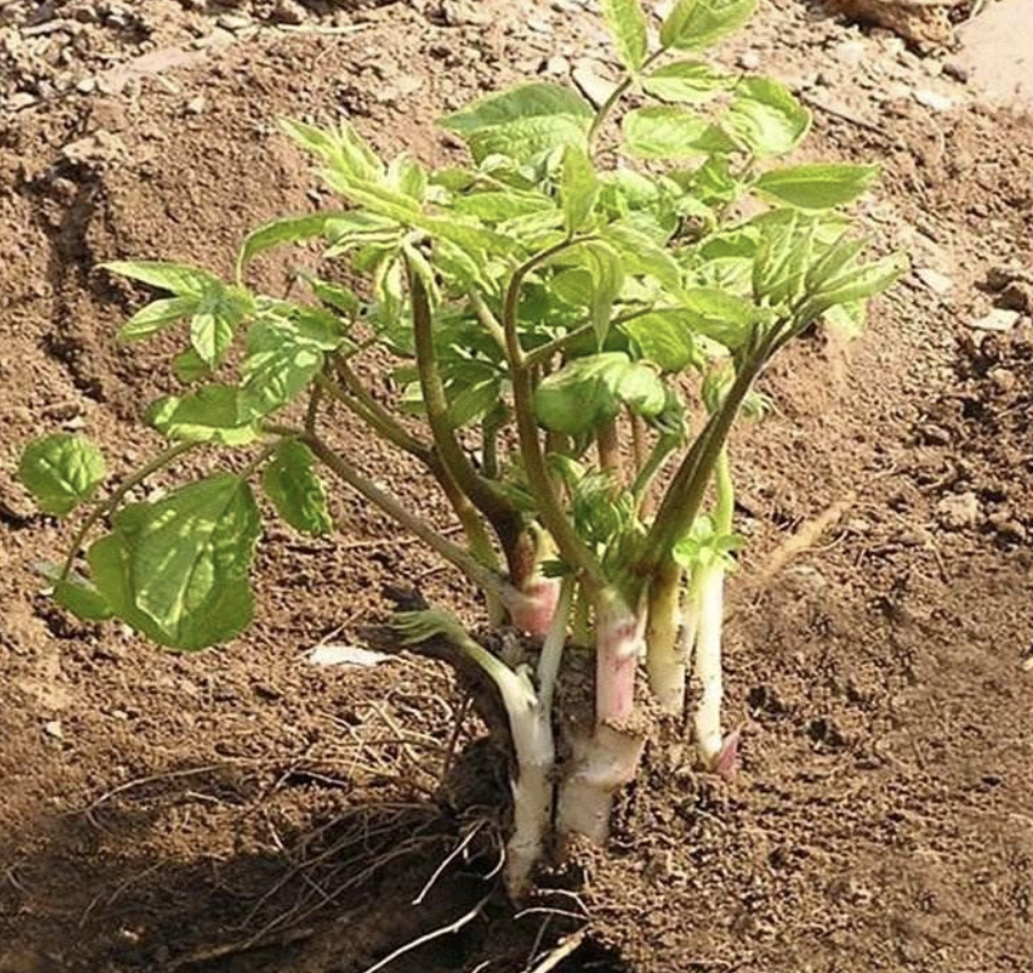 刺老芽移栽_刺老芽種植栽培技術_刺老芽栽培技術視頻