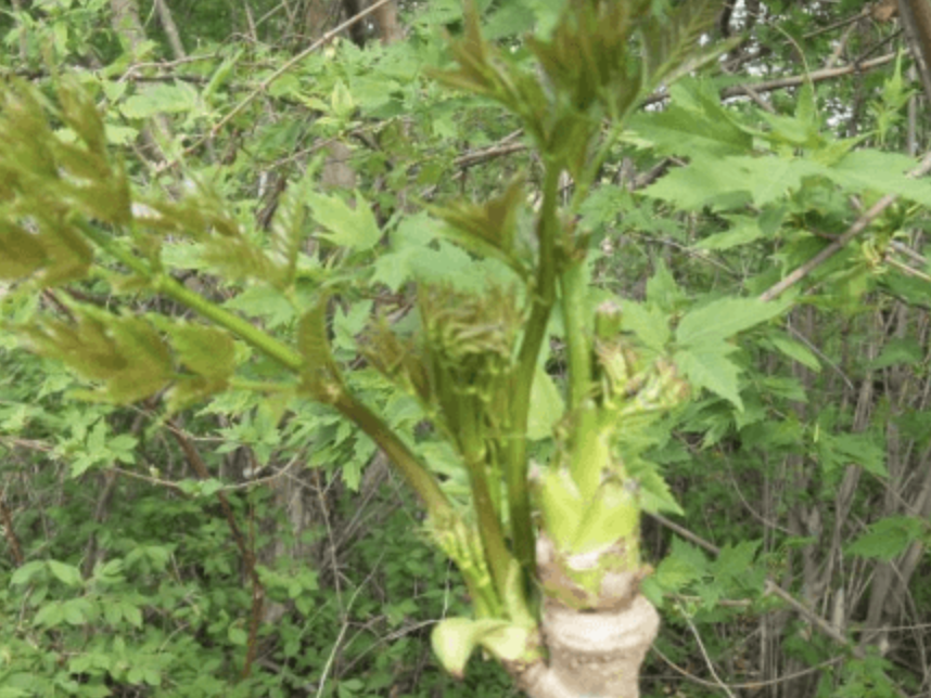 刺老芽移栽_刺老芽種植栽培技術_刺老芽栽培技術視頻