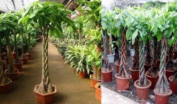 擺室內綠植好不好呢_室內擺綠植的好處_室內擺什么綠植好