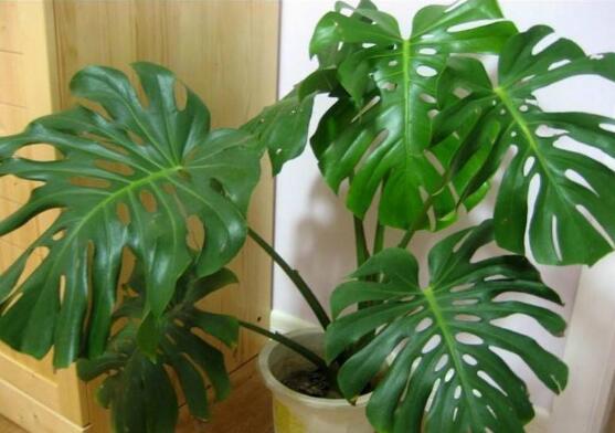 室內擺什么綠植好_室內擺綠植的好處_擺室內綠植好不好呢