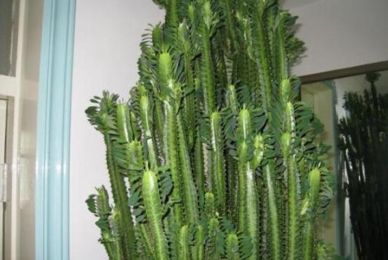 擺室內綠植好不好呢_室內擺什么綠植好_室內擺綠植的好處