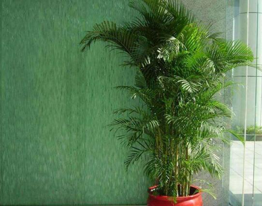 擺室內綠植好不好呢_室內擺綠植的好處_室內擺什么綠植好