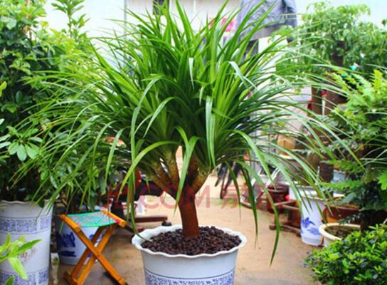 室內擺什么綠植好_室內擺綠植的好處_擺室內綠植好不好呢