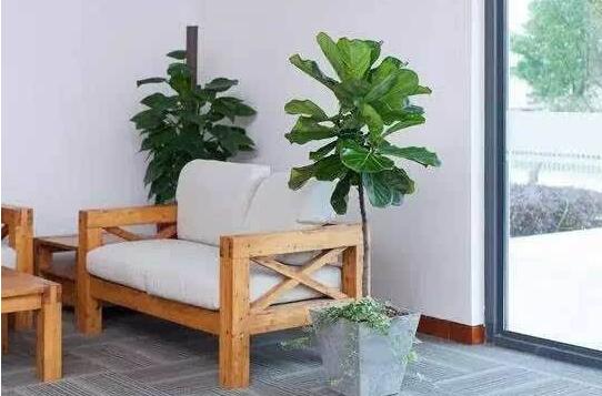 擺室內綠植好不好呢_室內擺綠植的好處_室內擺什么綠植好