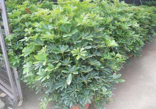 室內擺什么綠植好_擺室內綠植好不好呢_室內擺綠植的好處