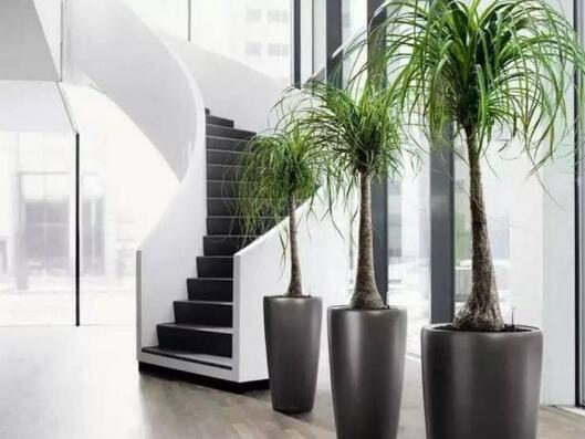 室內擺什么綠植好_室內擺綠植的好處_擺室內綠植好不好呢