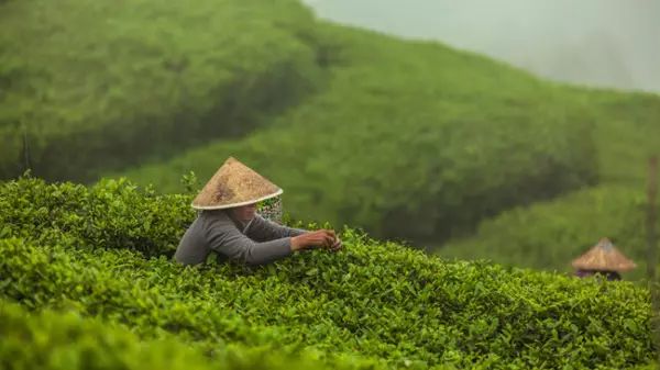 中藥白牡丹的別名_白牡丹藥材_白牡丹藥用價值