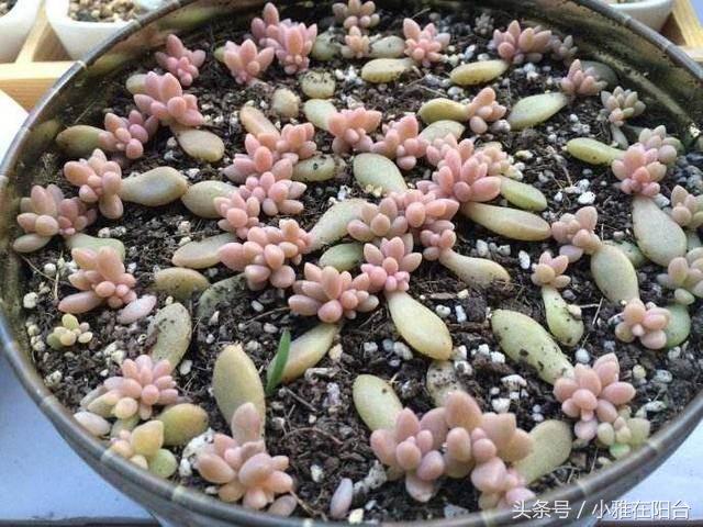 植物扦插多肉怎么養(yǎng)_多肉植物扦插_多肉植物怎么扦插