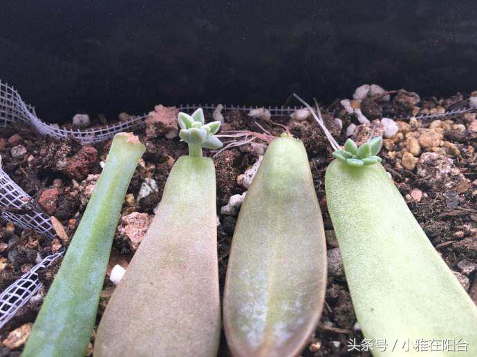 多肉植物怎么扦插_多肉植物扦插_植物扦插多肉怎么養(yǎng)