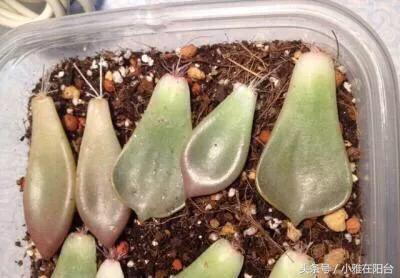 植物扦插多肉怎么養(yǎng)_多肉植物扦插_多肉植物怎么扦插