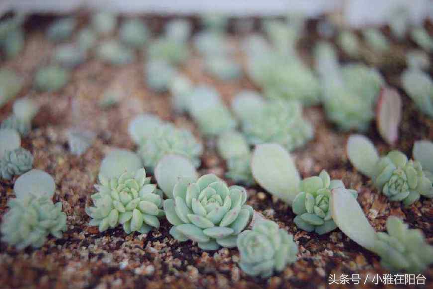 多肉植物扦插_植物扦插多肉怎么養(yǎng)_多肉植物怎么扦插