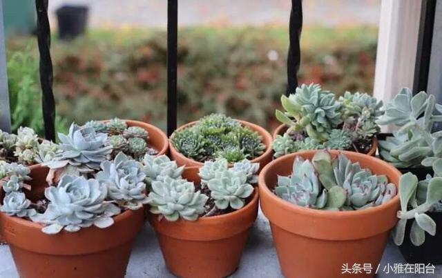 植物扦插多肉怎么養(yǎng)_多肉植物怎么扦插_多肉植物扦插