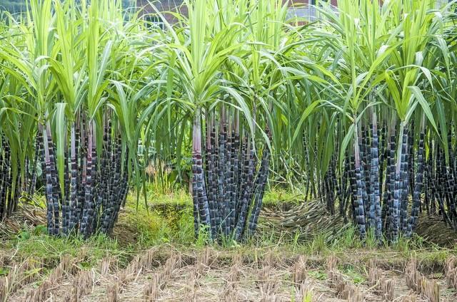 甘蔗種植方法和技術圖片_甘蔗種植方法和技術_甘蔗種植方法