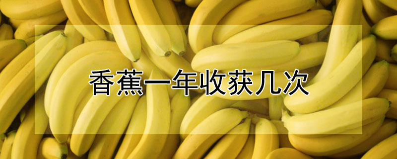 香蕉種植到收成要多少個月_香蕉怎么種植_香蕉種植時間和方法