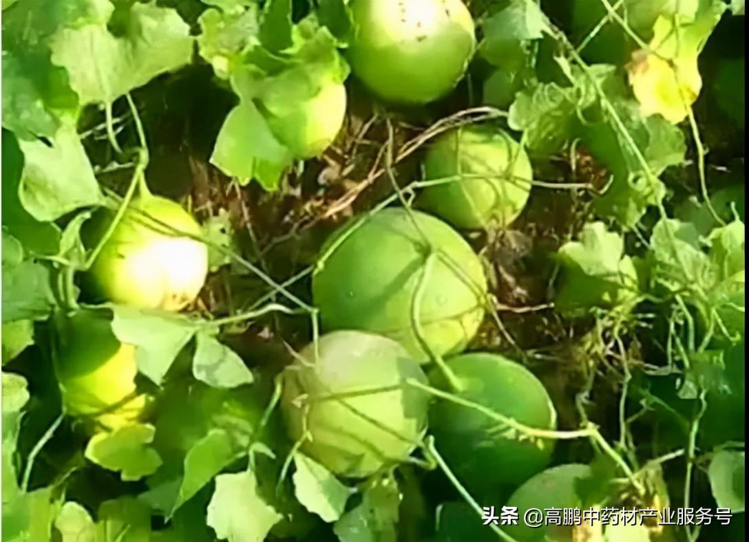藥材種植收入千萬的有哪些_種植什么藥材一年一收_藥材種植收益一覽表