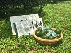【安化黃精】引養·小精柑——新會陳皮青柑+安化多花黃精=中藥茶飲新形態