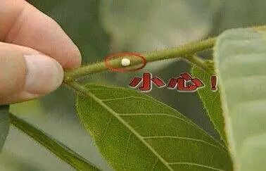 番杏類多肉哪個(gè)好養(yǎng)_多肉枝干番杏怎么養(yǎng)_枝干番杏多肉