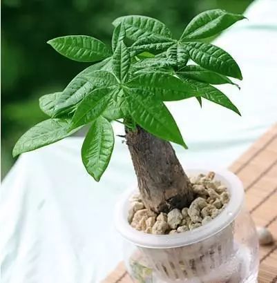 蓮花掌多肉簡筆畫_長得像仙人掌的多肉_多肉仙人掌