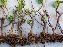 葡萄樹苗怎么種植？盆栽葡萄種植方法