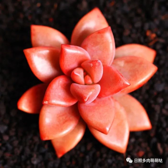 多肉植物姬朧月_多肉姬朧月有幾個品種_多肉姬朧月