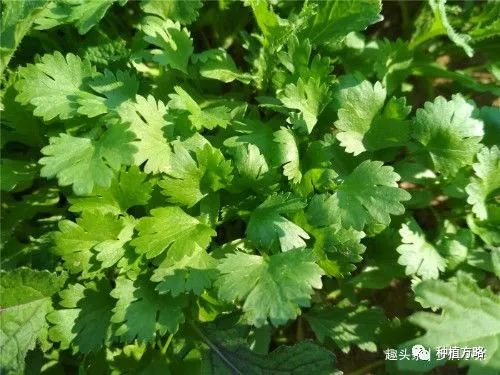 香菜種植方法和時間_香菜種植的溫度是多少_香菜怎么種植