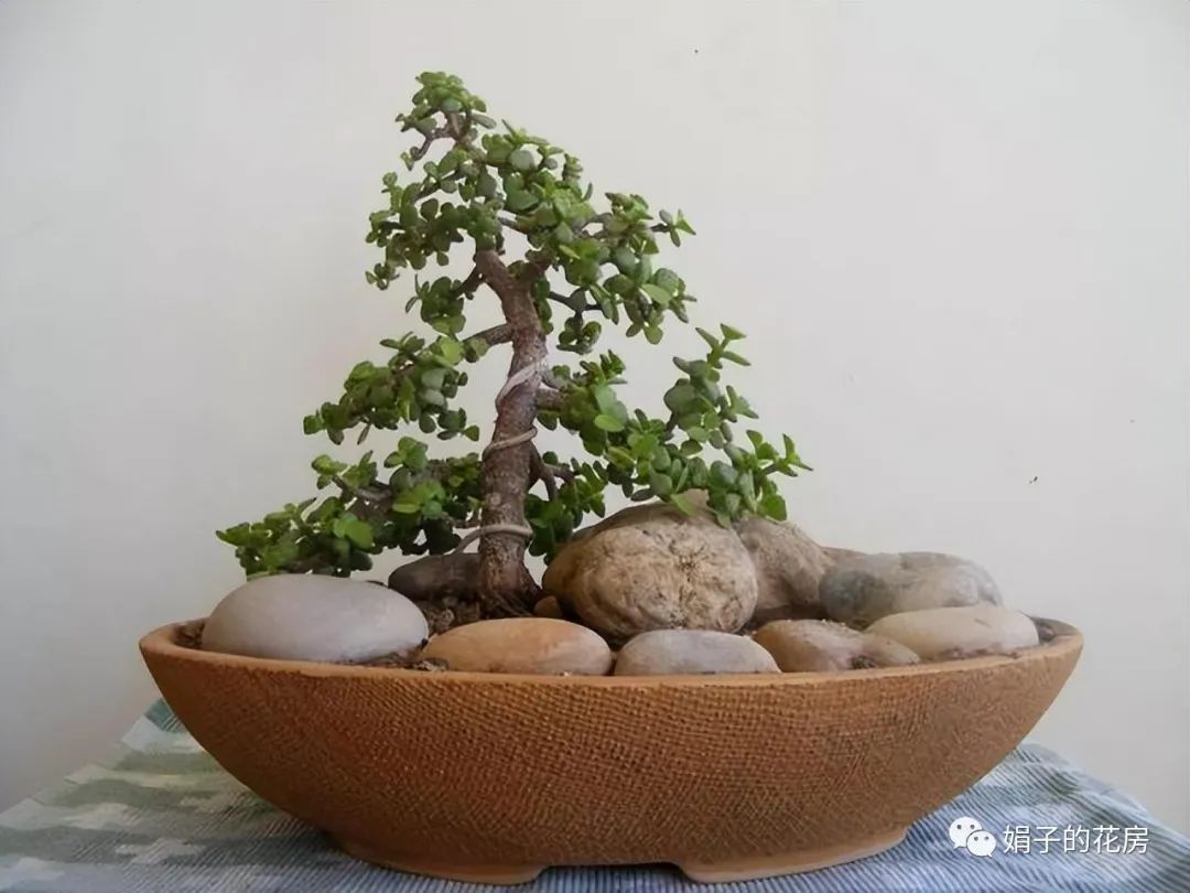 多肉金枝玉葉花怎么養_養多肉金枝花玉葉好嗎_養多肉金枝花玉葉怎么養