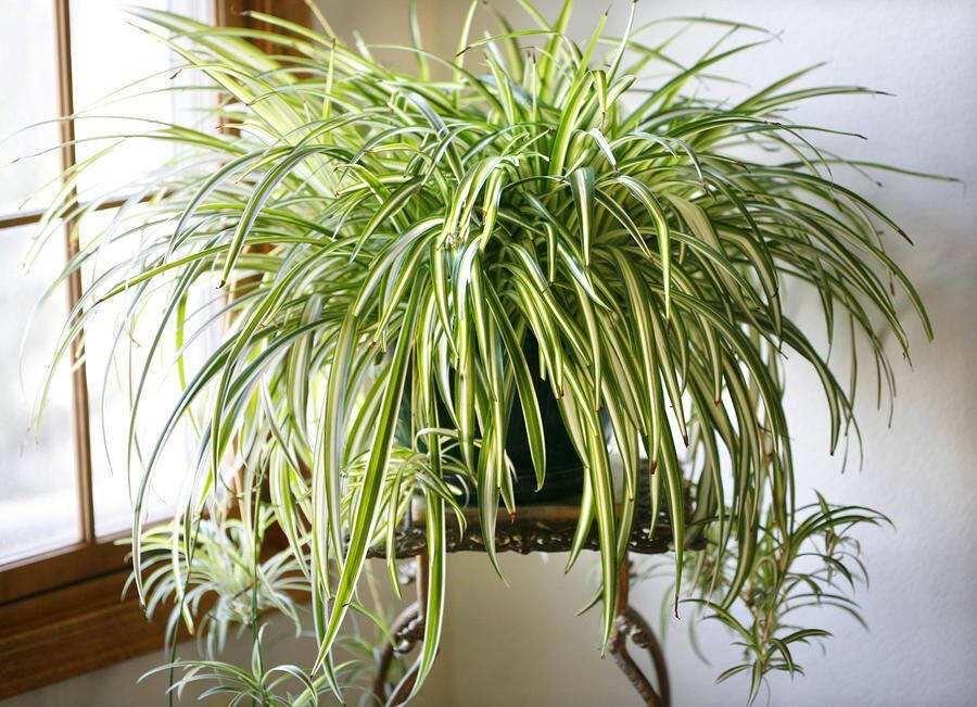 室內種綠植有什么好處_室內適合種什么綠植_室內種綠植適合什么花盆