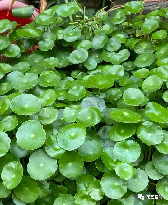 銅錢草容易開花嗎_開花容易銅錢草怎么辦_銅錢草開花會影響生長嗎