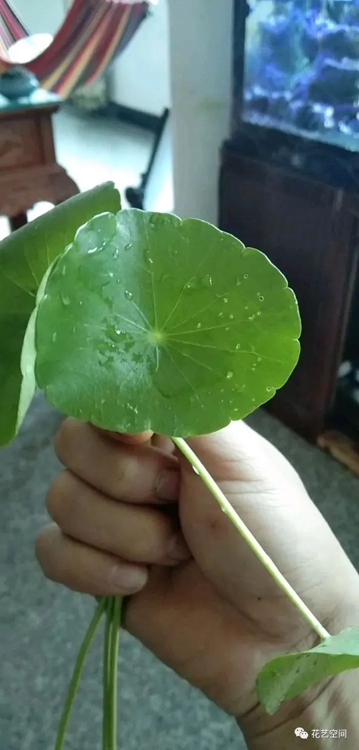 銅錢草容易開花嗎_銅錢草開花會影響生長嗎_開花容易銅錢草怎么辦