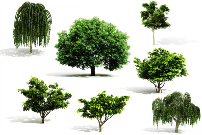 適合北方種植的果樹_果樹北方種植適合什么季節_果樹北方種植適合什么土壤