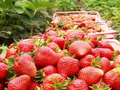 種植草莓如何才能保證又大又紅、口感甘甜呢，專業(yè)種植戶的分享