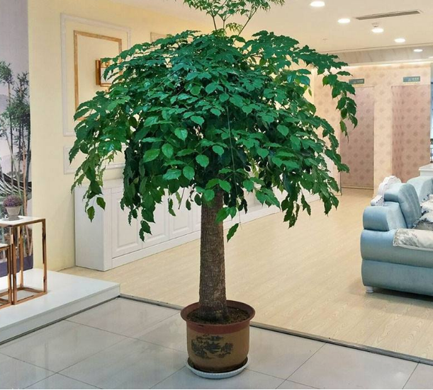 室內好養(yǎng)的大型綠植有哪些_室內養(yǎng)大型綠植好有什么好處_室內大型綠植什么樣的好養(yǎng)活