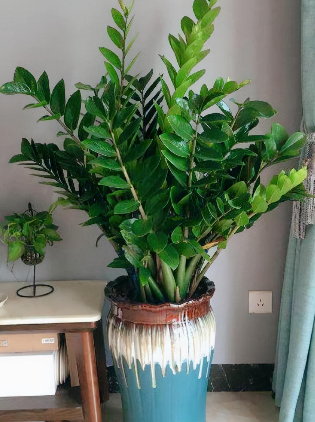 室內養(yǎng)大型綠植好有什么好處_室內大型綠植什么樣的好養(yǎng)活_室內好養(yǎng)的大型綠植有哪些