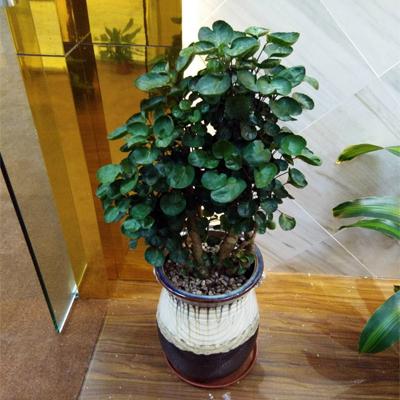 室內大型綠植什么樣的好養(yǎng)活_室內好養(yǎng)的大型綠植有哪些_室內養(yǎng)大型綠植好有什么好處