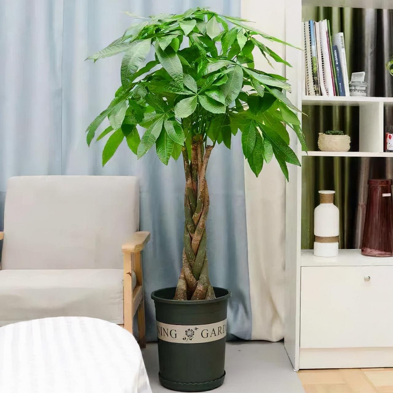 室內好養(yǎng)的大型綠植有哪些_室內養(yǎng)大型綠植好有什么好處_室內大型綠植什么樣的好養(yǎng)活
