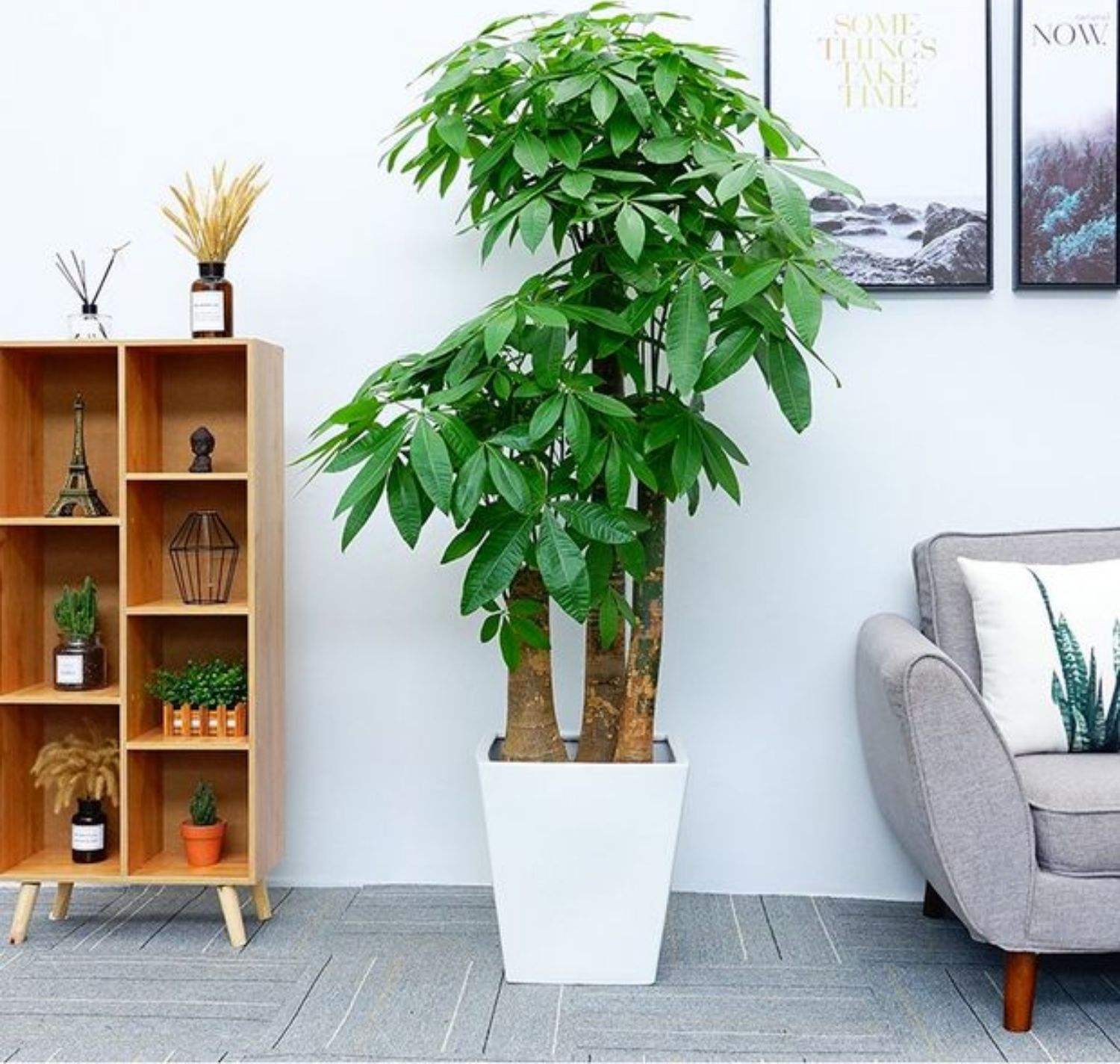 室內養(yǎng)大型綠植好有什么好處_室內大型綠植什么樣的好養(yǎng)活_室內好養(yǎng)的大型綠植有哪些