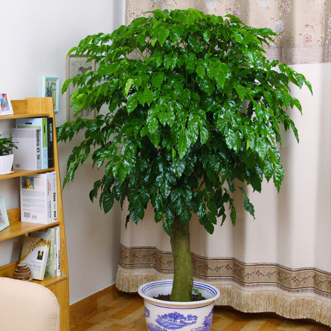 室內大型綠植什么樣的好養(yǎng)活_室內養(yǎng)大型綠植好有什么好處_室內好養(yǎng)的大型綠植有哪些