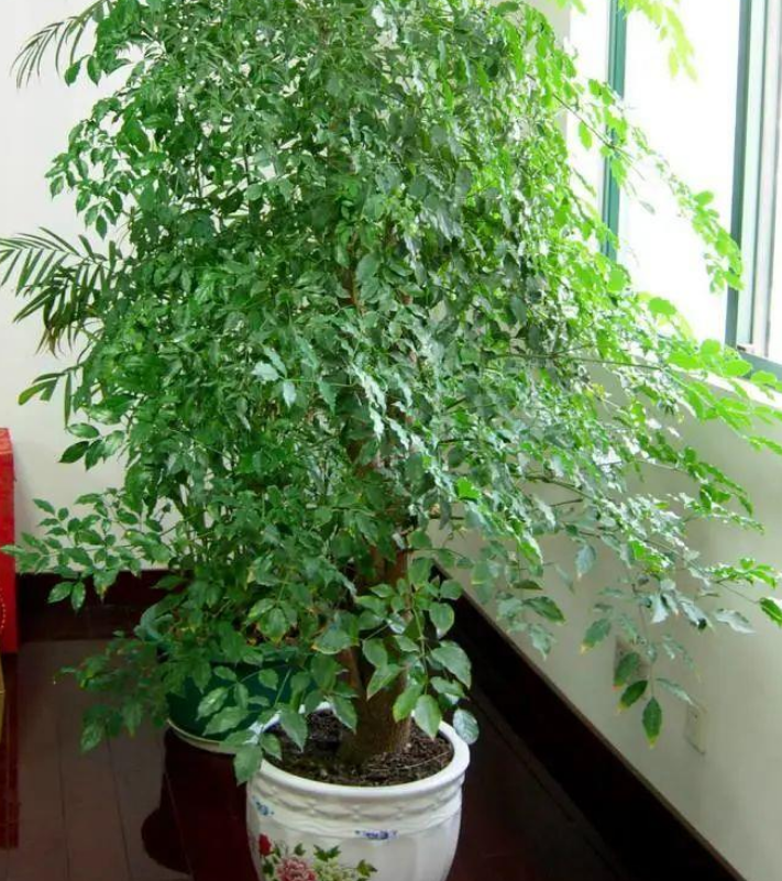 室內養(yǎng)大型綠植好有什么好處_室內好養(yǎng)的大型綠植有哪些_室內大型綠植什么樣的好養(yǎng)活